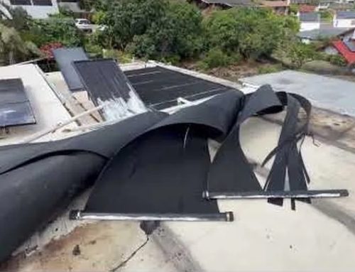Artist and Neighbor Eva Makk Needs Help